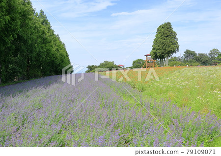 Aoyama Resort Chamomile and lavender in full bloom Aoyama Resort Chamomile and lavender in full bloom 79109071