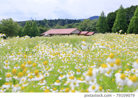 Aoyama Resort Chamomile and lavender in full bloom Aoyama Resort Chamomile and lavender in full bloom 79109079