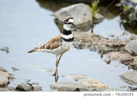 killdeer plover bird or Charadrius vociferus wading at lake edge in shallow water among rocks 79109195