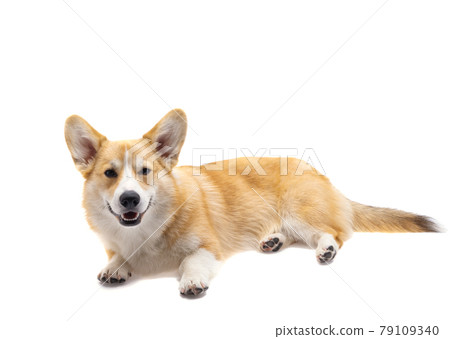 corgi dog isolated 79109340
