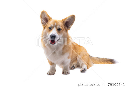 corgi dog isolated corgi dog isolated 79109341
