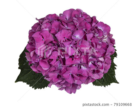 Hortensia on white background Hortensia on white background 79109668