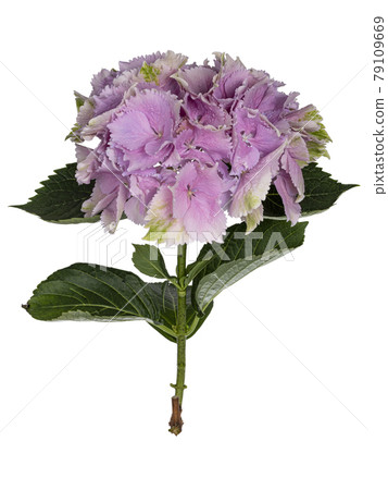 Hortensia on white background 79109669