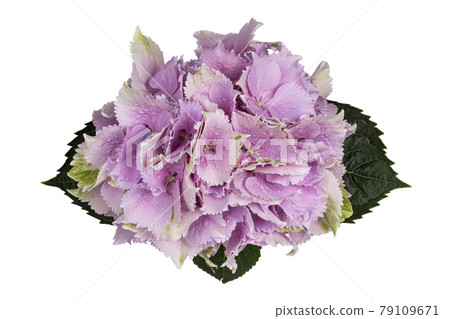 Hortensia on white background 79109671