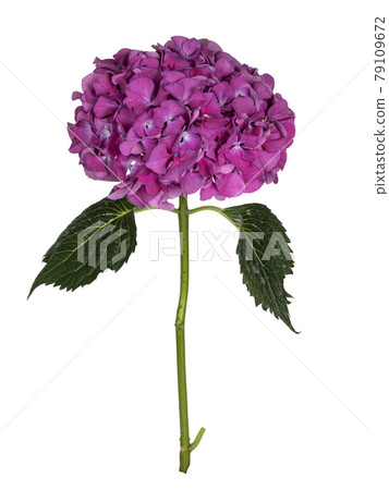 Hortensia on white background Hortensia on white background 79109672