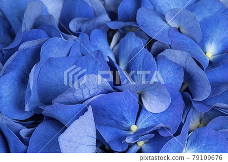 Hortensia full fram macro Hortensia full fram macro 79109676