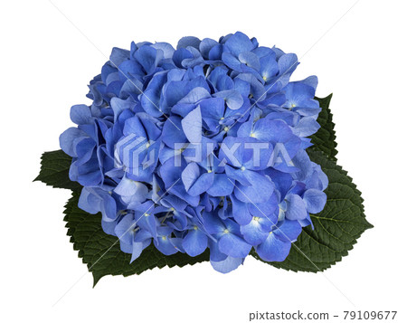 Hortensia on white background Hortensia on white background 79109677