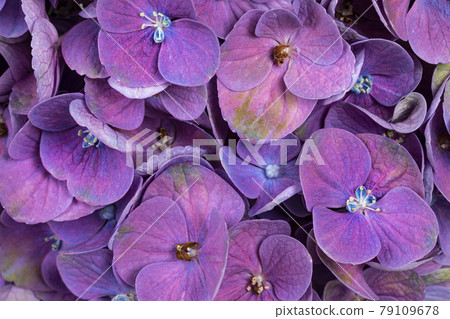 Hortensia full fram macro Hortensia full fram macro 79109678