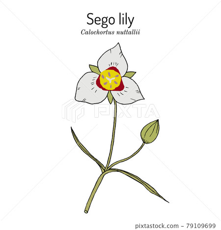 Sego lily calochortus nuttallii , state flower of Utah Sego lily calochortus nuttallii , state flower of Utah 79109699
