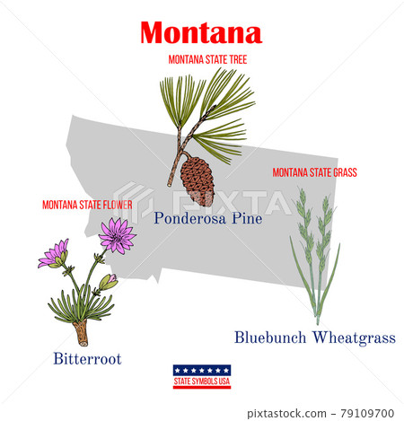 Montana. Set of USA official state symbols Montana. Set of USA official state symbols 79109700