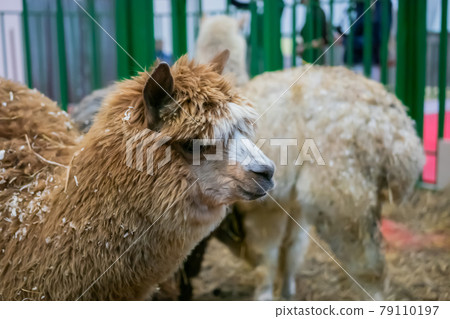 Portrait of brown alpaca at agricultural animal exhibition - close up view Portrait of brown alpaca at agricultural animal exhibition - close up view 79110197