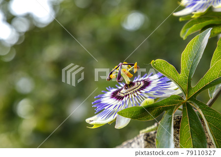 the passion flower 79110327