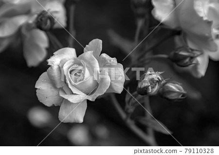 tenderness roses  79110328
