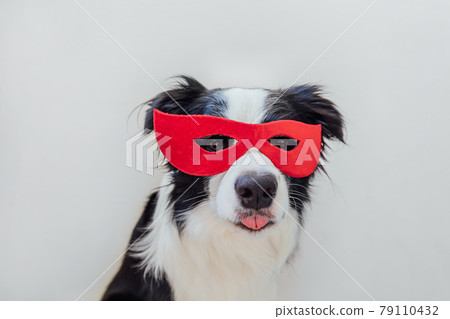 Funny portrait of cute dog border collie in superhero costume isolated on white background. Puppy wearing red super hero mask in carnival or halloween. Justice help strenght concept. Funny portrait of cute dog border collie in superhero costume isolated on white background. Puppy wearing red super hero mask in carnival or halloween. Justice help strenght concept. 79110432
