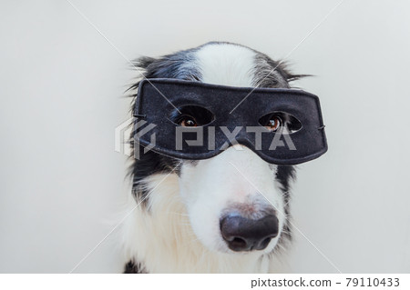 Funny portrait of cute dog border collie in superhero costume isolated on white background. Puppy wearing black super hero mask in carnival or halloween. Justice help strenght concept. Funny portrait of cute dog border collie in superhero costume isolated on white background. Puppy wearing black super hero mask in carnival or halloween. Justice help strenght concept. 79110433