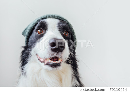 Funny portrait of cute smiling puppy dog border collie wearing warm knitted clothes hat isolated on white background. Winter or autumn portrait of new lovely member of family little dog. 79110434