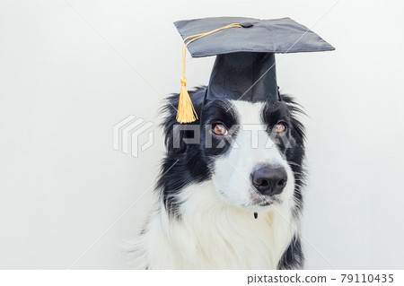 Funny proud graduation puppy dog border collie with comical grad hat isolated on white background. Little dog in graduation cap like student professor. Back to school. Cool nerd style, Funny pet Funny proud graduation puppy dog border collie with comical grad hat isolated on white background. Little dog in graduation cap like student professor. Back to school. Cool nerd style, Funny pet 79110435