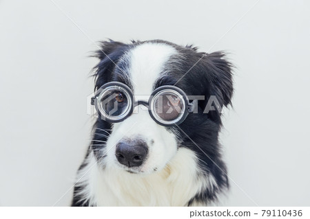 Funny portrait of puppy dog border collie in comical eyeglasses isolated on white background. Little dog gazing in glasses like student professor doctor. Back to school. Cool nerd style. Funny pets. Funny portrait of puppy dog border collie in comical eyeglasses isolated on white background. Little dog gazing in glasses like student professor doctor. Back to school. Cool nerd style. Funny pets. 79110436