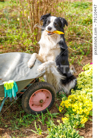Dog border collie holding garden rake in mouth, wheelbarrow garden cart in garden background. Funny puppy dog as gardener fetching rake for weeding ready to planting, Gardening and agriculture concept 79110447
