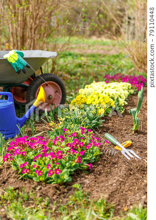 Flowerbed and gardener equipment wheelbarrow garden cart watering can garden rake in garden on summer day. Farm worker tools ready to planting seedlings or flowers. Gardening and agriculture concept Flowerbed and gardener equipment wheelbarrow garden cart watering can garden rake in garden on summer day. Farm worker tools ready to planting seedlings or flowers. Gardening and agriculture concept 79110448
