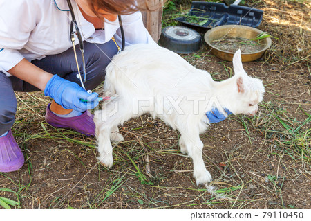 Veterinarian woman with syringe holding and injecting goat kid on ranch background. Young goatling with vet hands, vaccination in natural eco farm. Animal care, modern livestock, ecological farming. 79110450