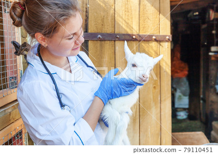 Young veterinarian woman with stethoscope holding and examining goat kid on ranch background. Young goatling in vet hands for check up in natural eco farm. Modern animal livestock, ecological farming. Young veterinarian woman with stethoscope holding and examining goat kid on ranch background. Young goatling in vet hands for check up in natural eco farm. Modern animal livestock, ecological farming. 79110451
