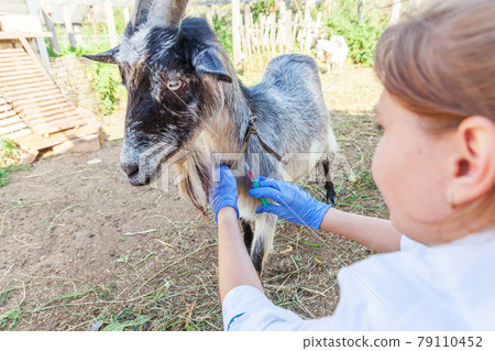Veterinarian woman with syringe holding and injecting goat on ranch background. Young goat with vet hands, vaccination in natural eco farm. Animal care, modern livestock, ecological farming. Veterinarian woman with syringe holding and injecting goat on ranch background. Young goat with vet hands, vaccination in natural eco farm. Animal care, modern livestock, ecological farming. 79110452