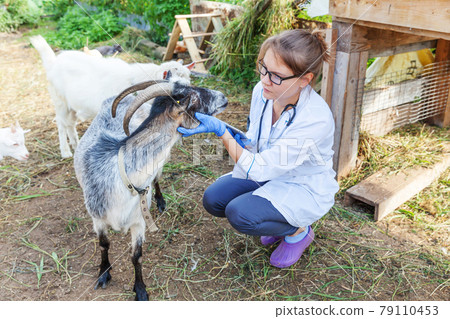 Young veterinarian woman with tablet computer examining goat on ranch background. Vet doctor check up goat in natural eco farm. Animal care and ecological livestock farming concept. Young veterinarian woman with tablet computer examining goat on ranch background. Vet doctor check up goat in natural eco farm. Animal care and ecological livestock farming concept. 79110453
