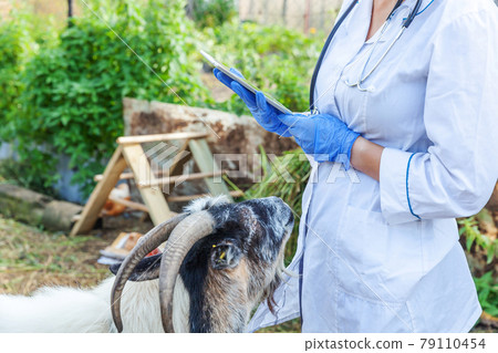 Young veterinarian woman with tablet computer examining goat on ranch background. Vet doctor check up goat in natural eco farm. Animal care and ecological livestock farming concept. Young veterinarian woman with tablet computer examining goat on ranch background. Vet doctor check up goat in natural eco farm. Animal care and ecological livestock farming concept. 79110454