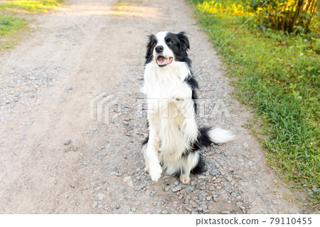 Outdoor portrait of cute smiling puppy border collie jumping, waiting for reward on park background. Little dog with funny face in sunny summer day outdoors. Pet care and funny animals life concept. Outdoor portrait of cute smiling puppy border collie jumping, waiting for reward on park background. Little dog with funny face in sunny summer day outdoors. Pet care and funny animals life concept. 79110455