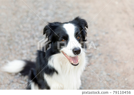 Outdoor portrait of cute smiling puppy border collie sitting on park background. Little dog with funny face in sunny summer day outdoors. Pet care and funny animals life concept. Outdoor portrait of cute smiling puppy border collie sitting on park background. Little dog with funny face in sunny summer day outdoors. Pet care and funny animals life concept. 79110456