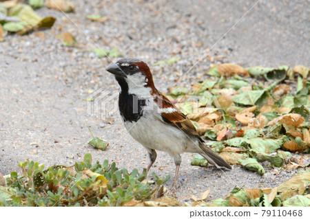 Male house sparrow bird or passer domesticus standing in parking lo near fallen leaves 79110468