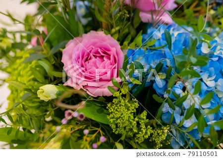 Close up view of colorful beautiful peony, hortensia, chrysanthemum Close up view of colorful beautiful peony, hortensia, chrysanthemum 79110501