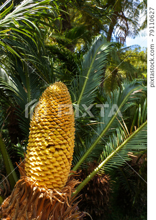 Cycad palm-like tropical and subtropical plant with large cone. Cycad palm-like tropical and subtropical plant with large cone. 79110627