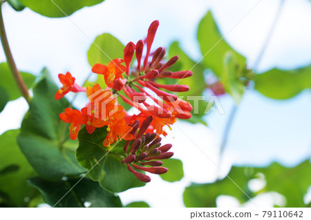 鮮香花金銀花 鮮香花金銀花 79110642