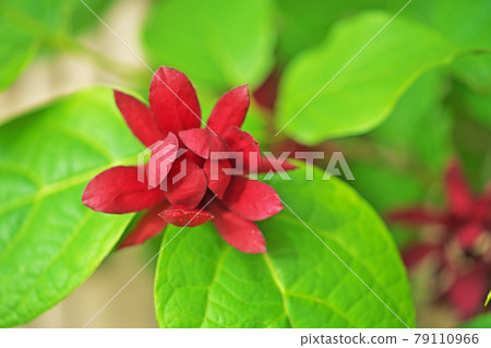 Red calicanthus heart ledge wine flower 79110966