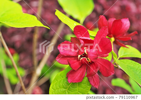 Red calicanthus heart ledge wine flower 79110967