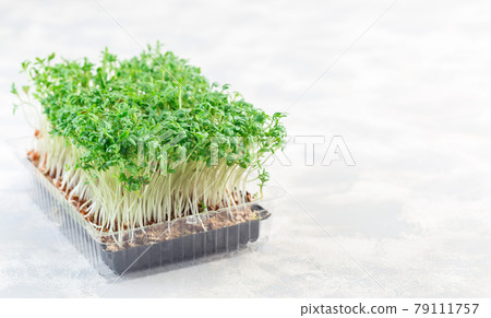 Microgreens in plastic container, homegrown cress salad, horizontal, copy space 79111757