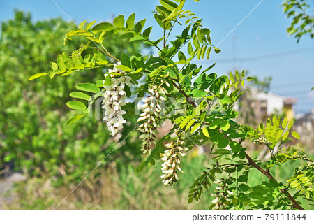 白刺槐花 79111844