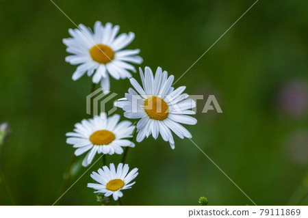 A group of spontaneous daisies A group of spontaneous daisies 79111869
