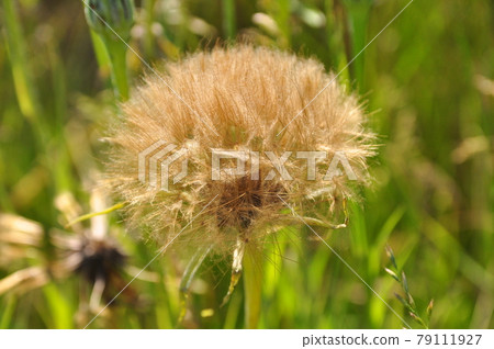 巴拉明的絨毛 79111927