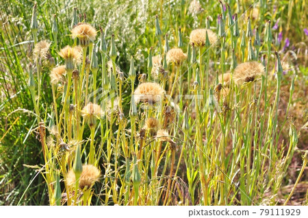 Fluff of salsify that grows in clusters 79111929