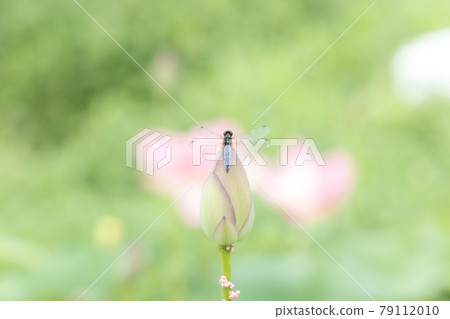 A dragonfly that stays in a lotus flower before flowering 79112010