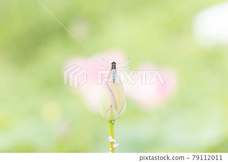 A dragonfly that stays in a light green lotus flower before pale flowering A dragonfly that stays in a light green lotus flower before pale flowering 79112011