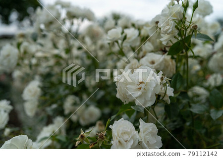 Rose Rose 79112142