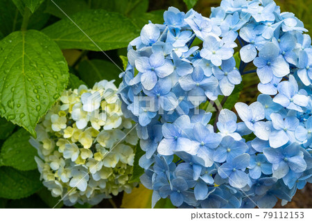 hydrangea hydrangea 79112153