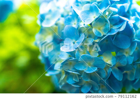 hydrangea hydrangea 79112162