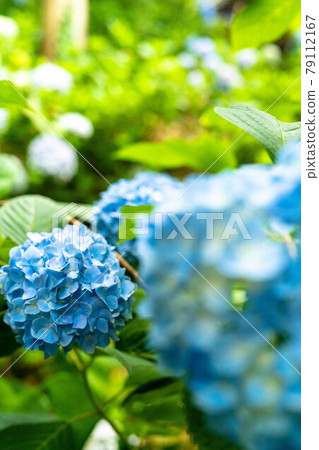 hydrangea   79112167