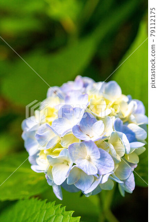 hydrangea   79112175