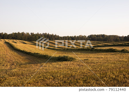 Harvesting and collecting hay in the summer used to feed animals 79112440